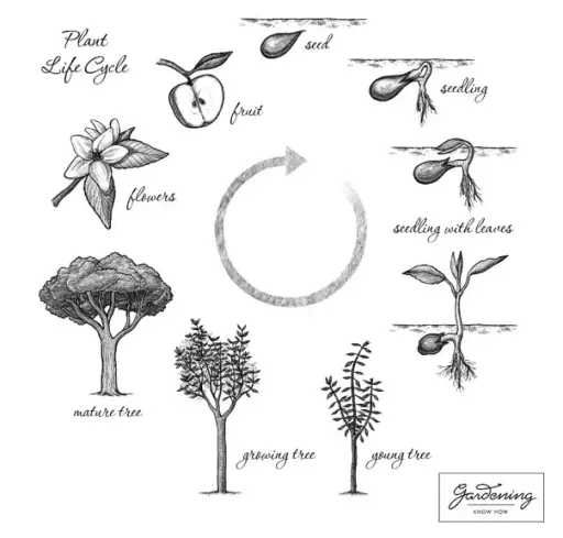 Development of a Flowering Tree